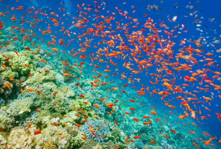 Red Sea Submarine tour