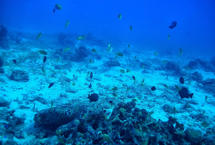 Snorkeling trip