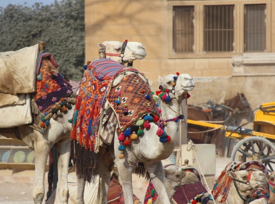 Walking Tour in Cairo