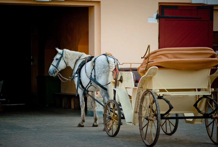 Aswan City Tour on Horse Carriage