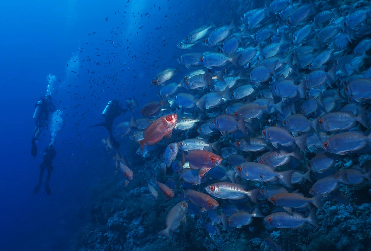 Snorkeling by Boat to Ras Mohamed