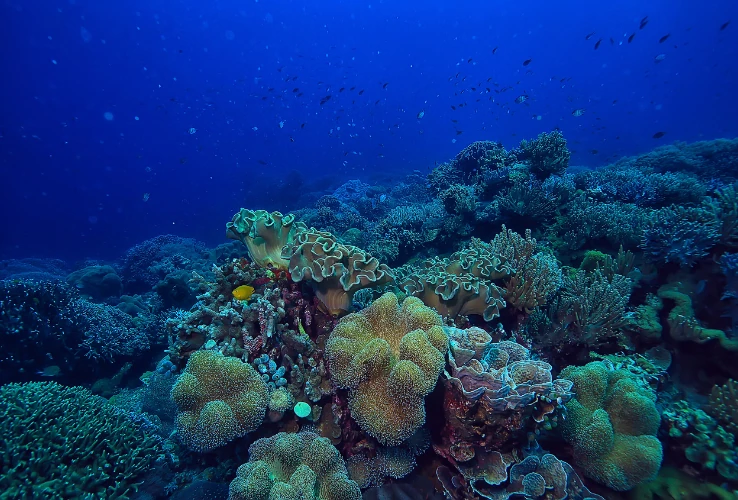 Snorkeling Trip to Giftun Island